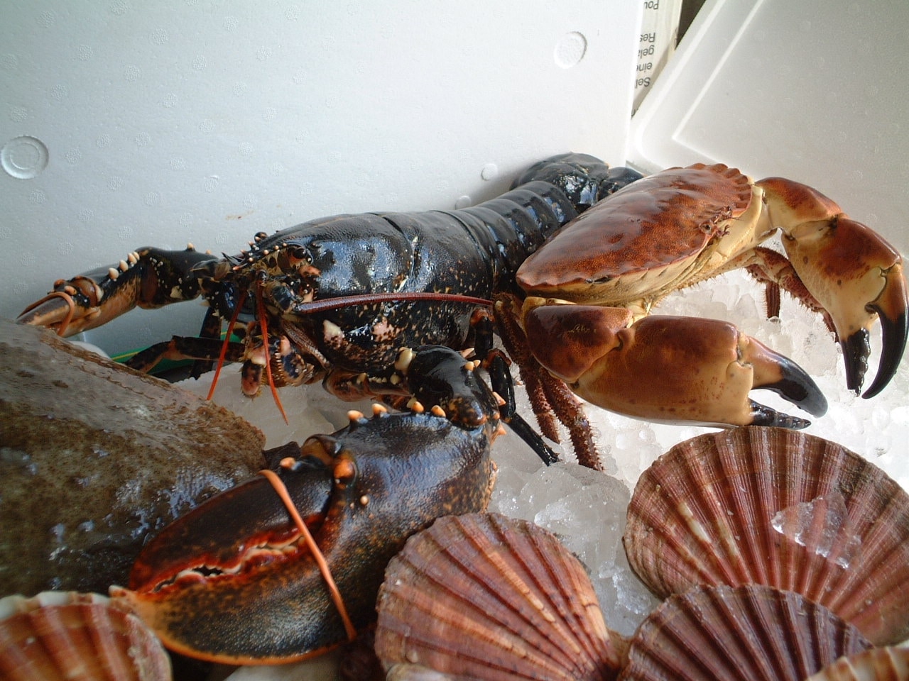 Gallery Britannia The Beach